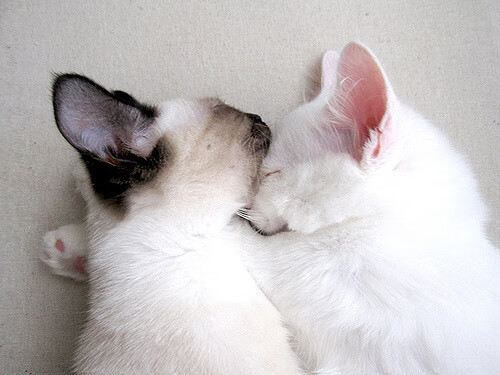 开云在线登入-中立代表队B挑战强敌展现风采,中立选手